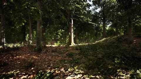 Light shining down in nature 스톡 일러스트