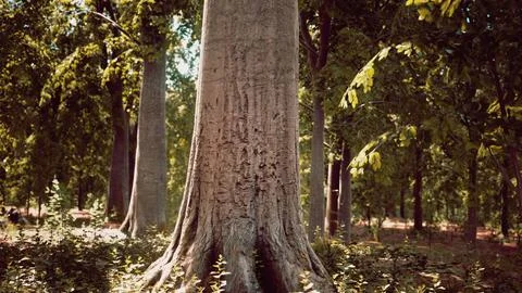 Light shining down in nature Stock Illustration