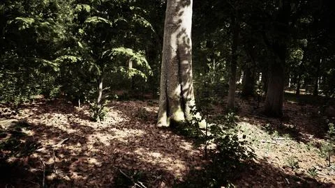 Light shining down in nature 스톡 일러스트
