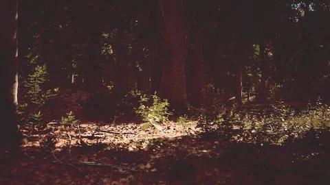 Light shining down in nature 스톡 일러스트