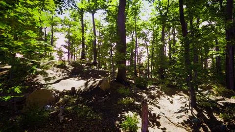 Light shining down in nature 스톡 일러스트