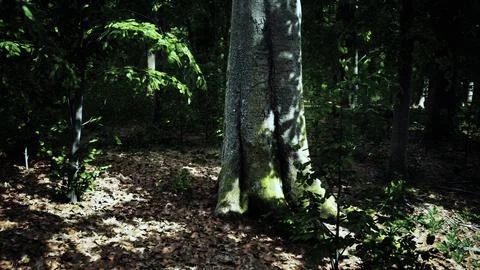 Light shining down in nature 스톡 일러스트