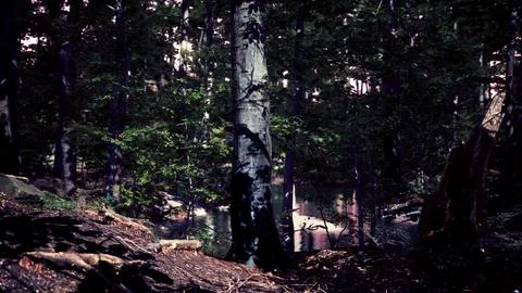 Light shining down in nature Stock Illustration