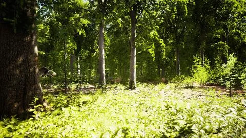 Light shining down in nature Stock Illustration