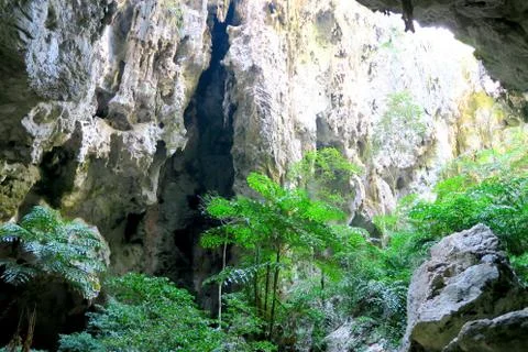 Light shining on the forest in a cave Stock Photos
