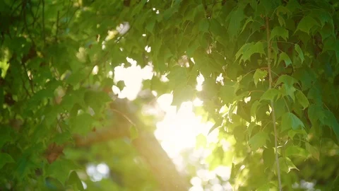 The light is shining on the leaves and the wind blows slowly. The atmosphere Stock Footage 125193796