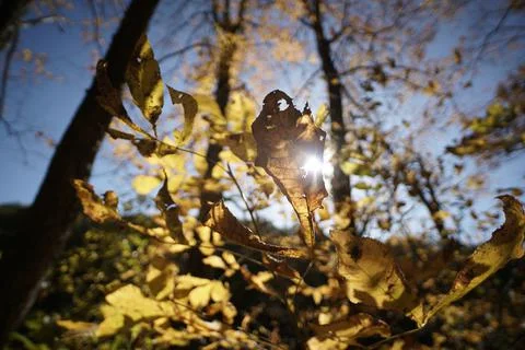 Light Shining Through Autumn Leaf Stock Photos