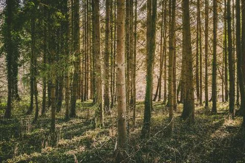 Light shining through autumn pine forest with shadows Stock-Fotos