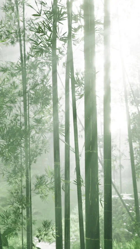 Light shining through bamboo in misty forest during morning hours Stock Footage 336029240