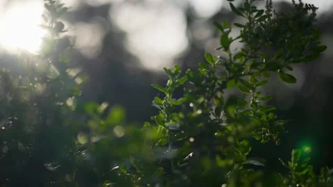 Light Shining through bushes Stock Footage 321092706