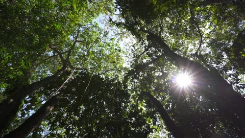 Light shining through the forest canopy Stock Footage 137961036