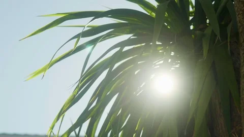 Light Shining Through Palm Tree Stock Footage 321092880