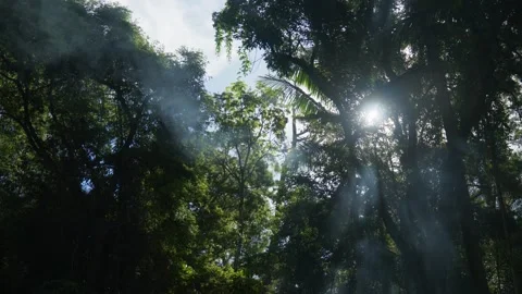 Light shining through smoke in forest Video stock 297717533