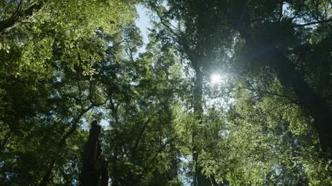 Light shining through tree canopy Stock Footage 260850343