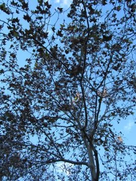 Light shining through a tree in summer Stock Photos