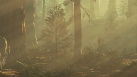 Light shining through trees in a dense forest at morning Stock Footage 342048202