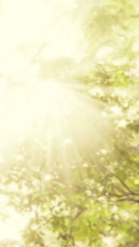 Light shining through trees during a bright afternoon in the forest Stock Footage 340634701