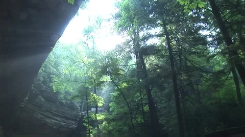 Light shining through Trees Stock Footage 43222552