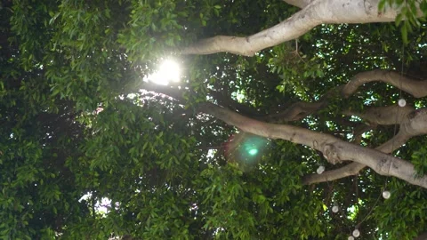 Light Shining through trees Stockbeeldmateriaal 283377736