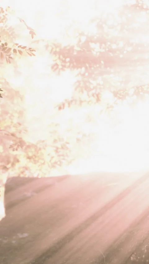 Light shining through trees in a forest during the day Stock Footage 340637999