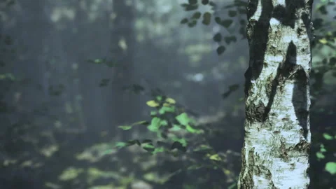 Light shining through trees in a forest with a focus on a birch tree trunk Stock Footage 344302216
