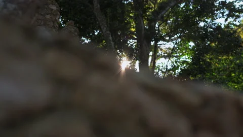 Light shining through trees revealed behind a boulder Stock Footage 137961222