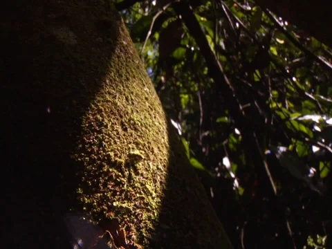 Light Shining on Tree in Amazon Jungle Rainforest Video stock 112942839