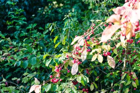 Light shining on tree with red berry fruits Stock Photos