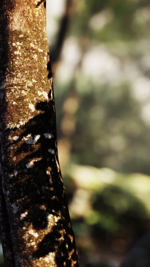 Light shining on a tree trunk in a forest during the early morning Stock Footage 340635845