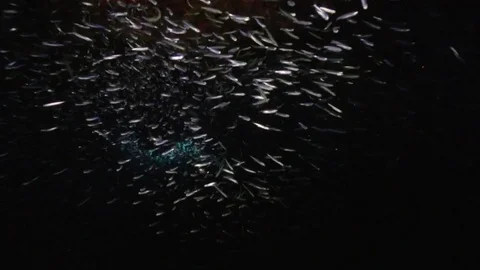 Light shinning on a giant school of minnows inside an underground cave Stock Footage 80437445