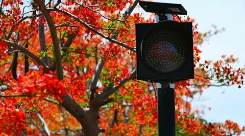 Light Signal In Front Of The Tree Stock Footage 46564234