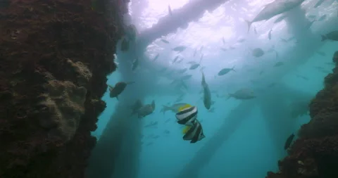 Light silhouetting a pier underwater. Diving and artificial reef concepts. 스톡 동영상 143127241