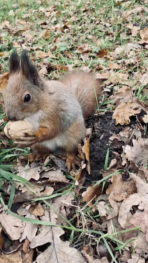 A light-skinned man feeds a red squirrel from his hand in the park. Stock Footage 142591387