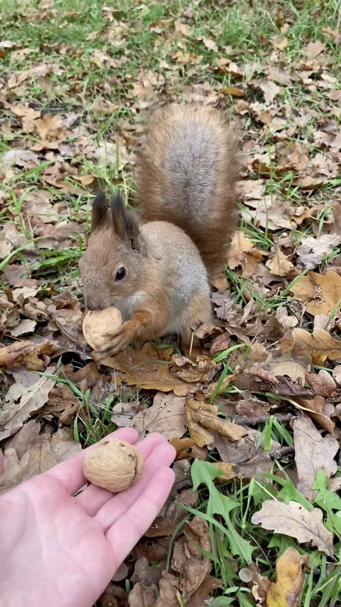 A light-skinned man feeds a red squirrel from his hand in the park. Stock Footage 142591405