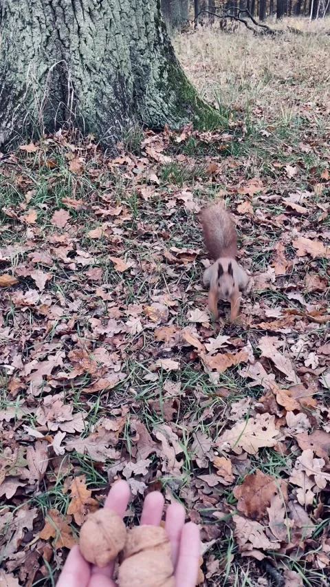 A light-skinned man feeds a red squirrel from his hand in the park. Stock Footage 142591421