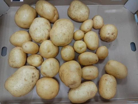 Light skinned yellow potatoes root vegetable food Stock Photos