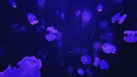 Light small and large jellyfish swim in a calm stream of blue water. in the d Stock Footage 131782269