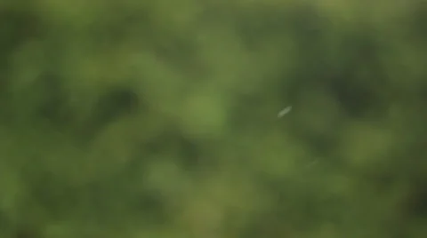 Light snow bokah Video stock 36630730