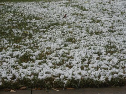 Light snow covers a patch of green grass  in winter Fotos de archivo