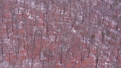 Light Snow Fall in Mountain Wilderness Stock Footage 99027527