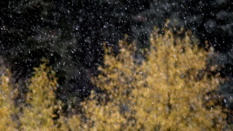 Light Snow Falling in Dark Forest, slow motion Stock Footage 163925740