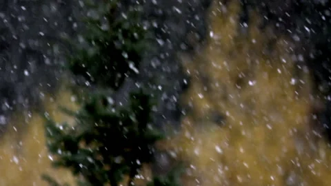 Light Snow Falling in Dark Forest, slow motion Stock Footage 163925746