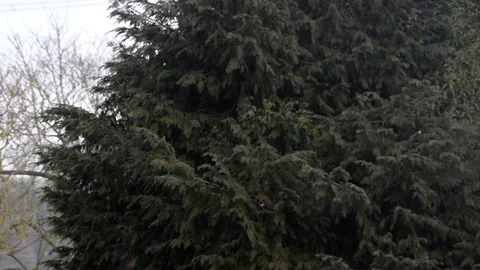 Light snow falling in front of conifer trees Stock Footage 99659443