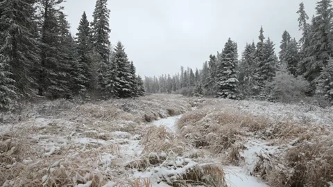 Light snow falling in a northern forest with a frozen small grassy stream Stock Footage 328428100