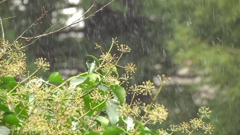 Light snow falling Olympic Peninsula Washington State 動画素材 70735317