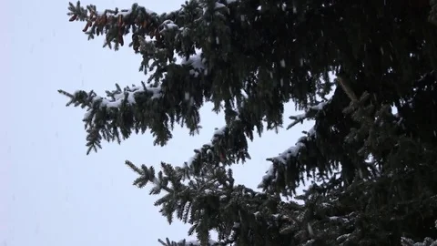 Light snow falling over a pine tree Video stock 73157007