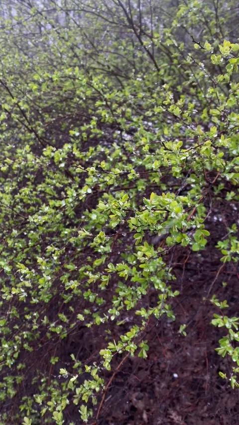 Light snow falling on small green leaves of a bush Stock Footage 316458168
