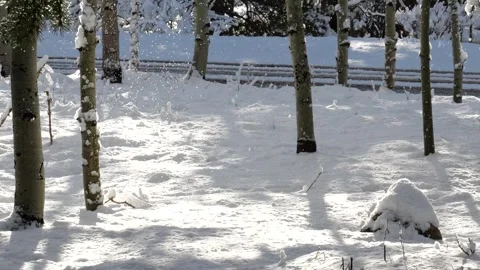 Light snow falling on trees and snowy ground Stock Footage 305524594
