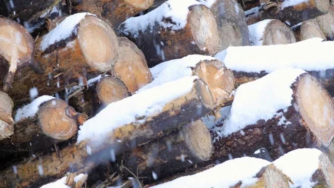 Light Snow Falls on Sawn Logs Stock Footage 98292565