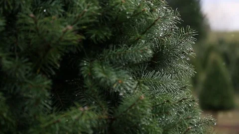 Light snow falls at a u-cut Christmas tree farm. Stock Footage 70260814